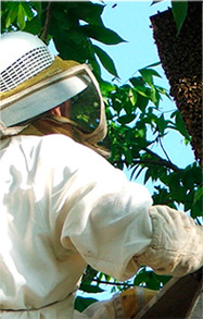 beekeeper near the hive